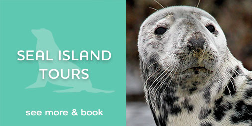 St Ives Boat Trips | Seal Tours
